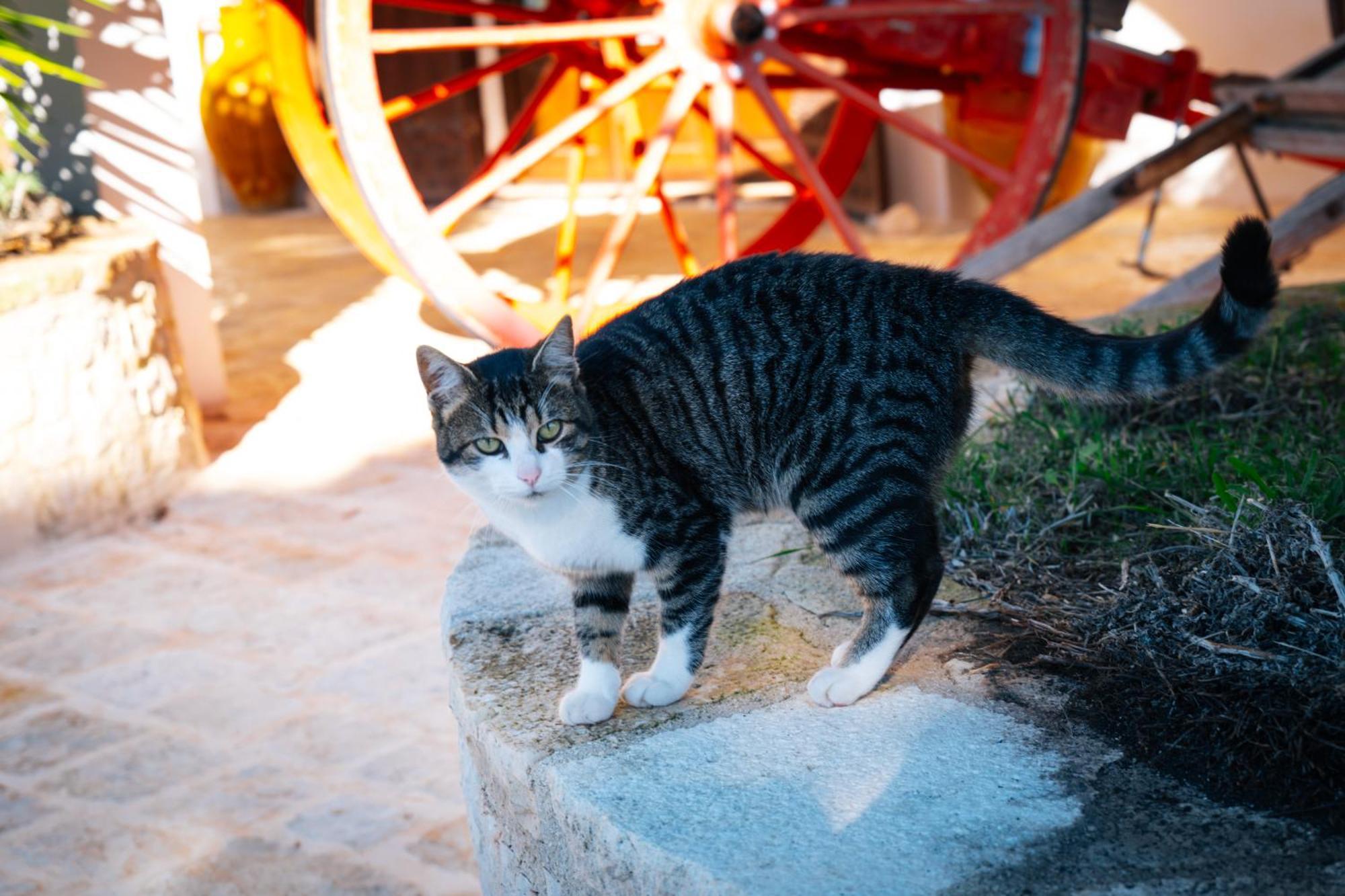 Masseria Pilano Crispiano Dış mekan fotoğraf