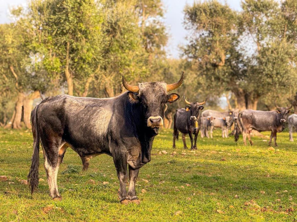 Masseria Pilano Crispiano Dış mekan fotoğraf